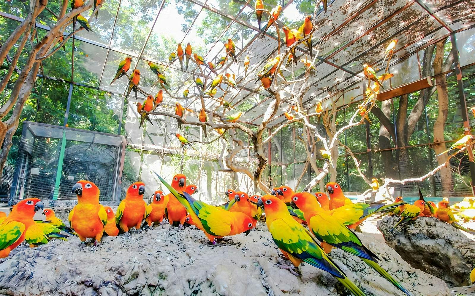 Safari World Bangkok Tickets 