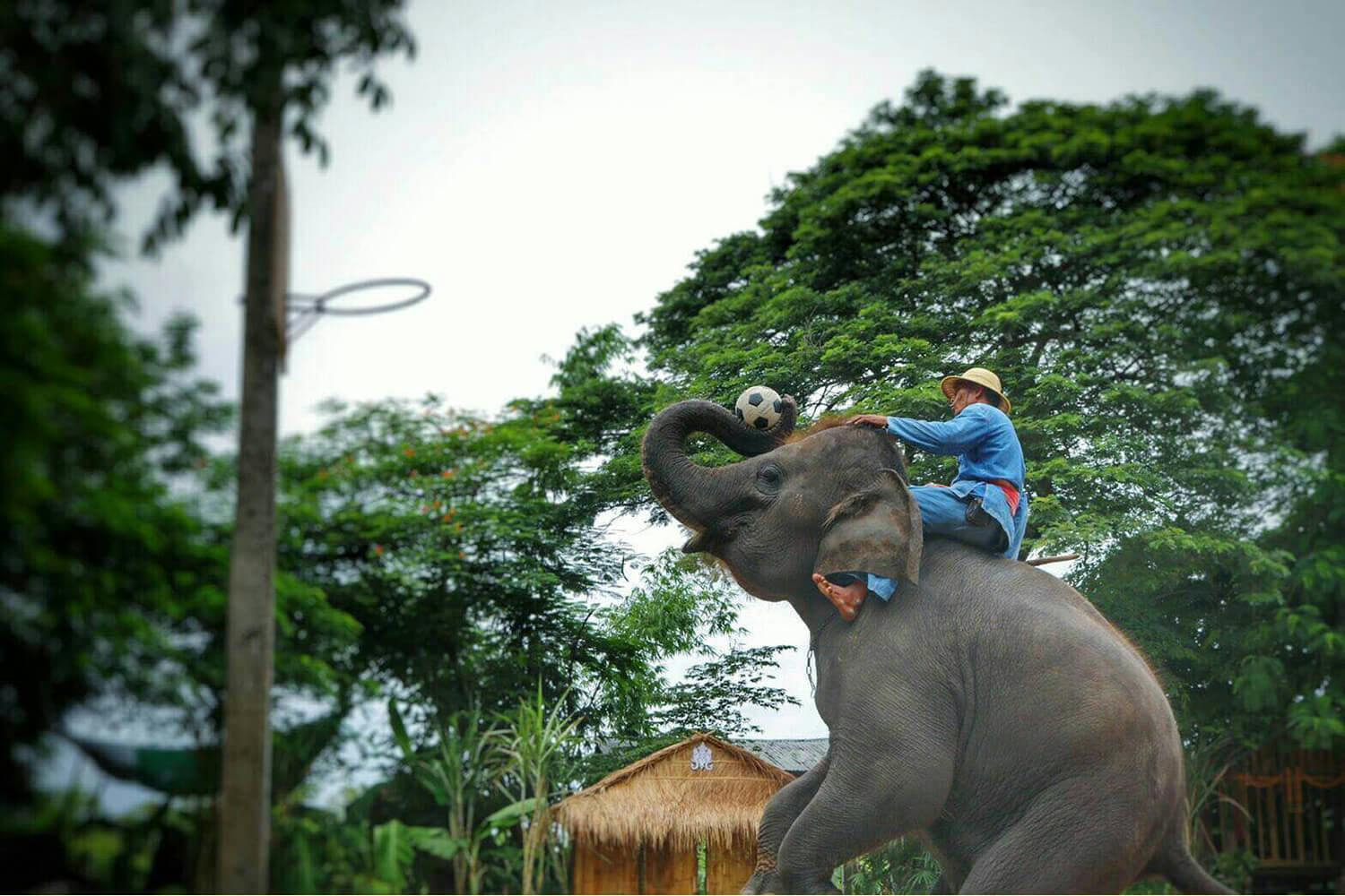 Pattaya Elephant Village & Mongchang Cafe Half Day Tour 