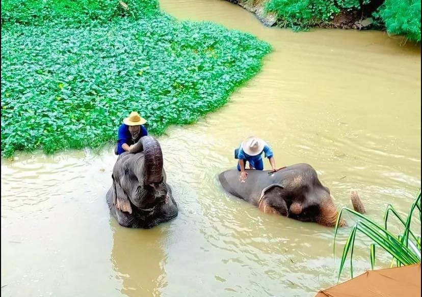 Pattaya Elephant Village & Mong Chang Cafe Half-Day Tour Ticket