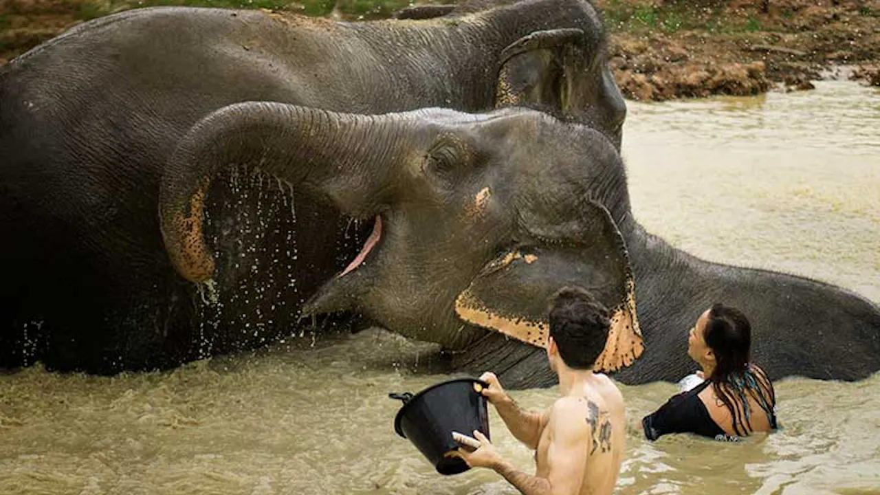 Elephant Jungle Sanctuary Tickets, Pattaya Ticket