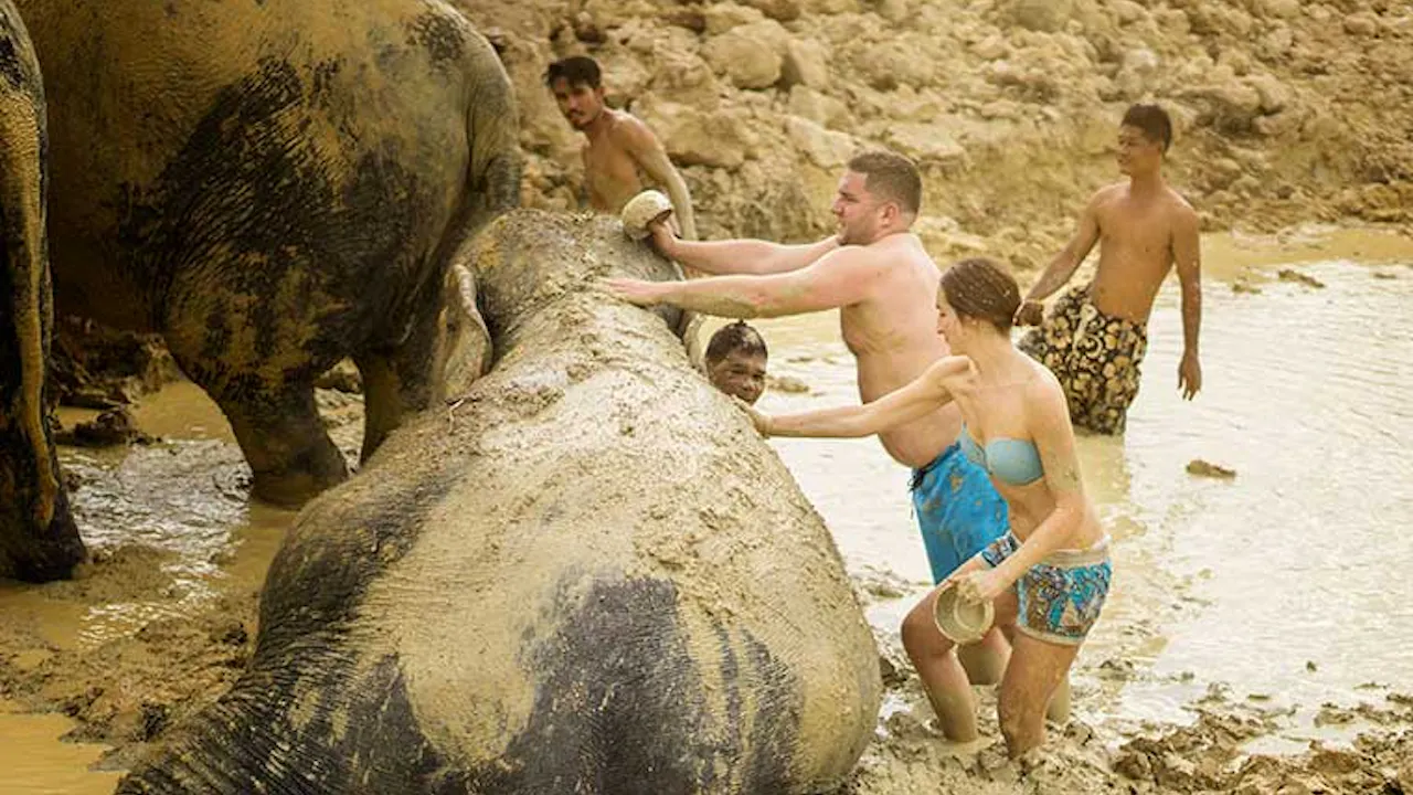 Elephant Jungle Sanctuary Tickets, Pattaya