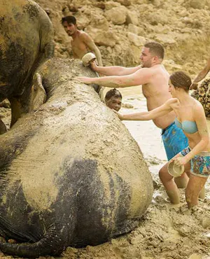 Elephant Jungle Sanctuary Tickets Pattaya