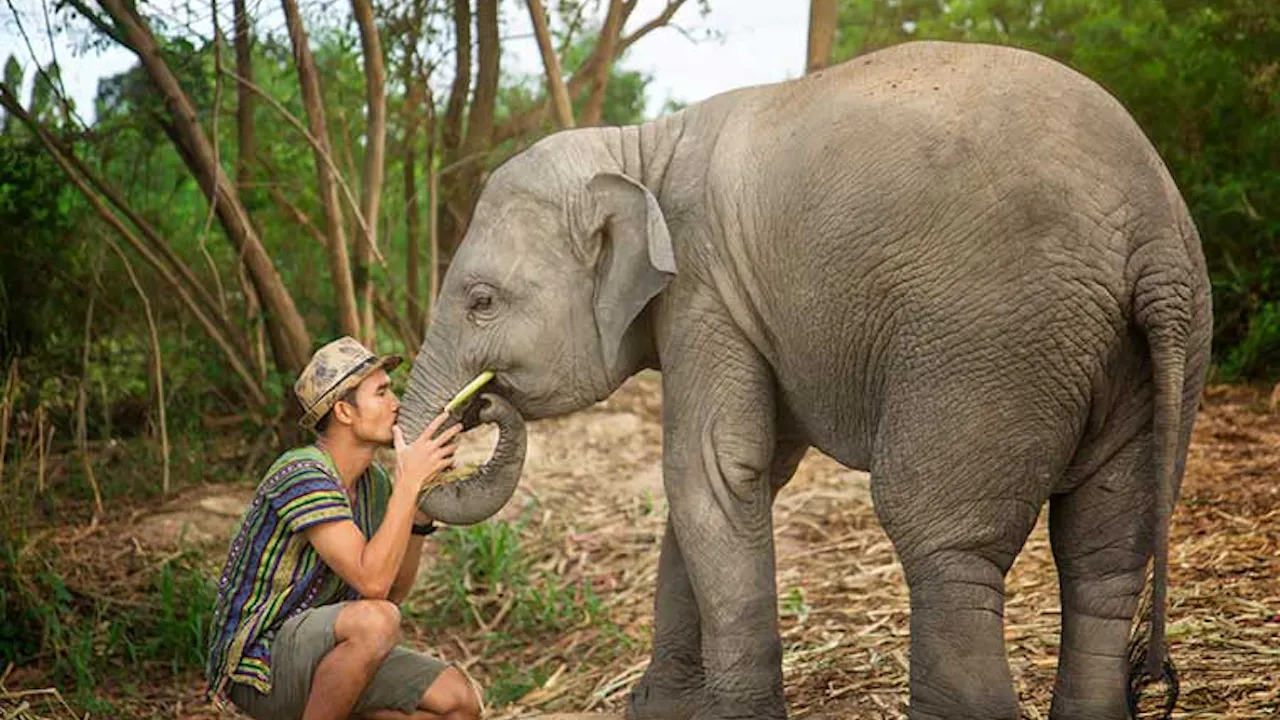 Elephant Jungle Sanctuary Tickets, Pattaya Price