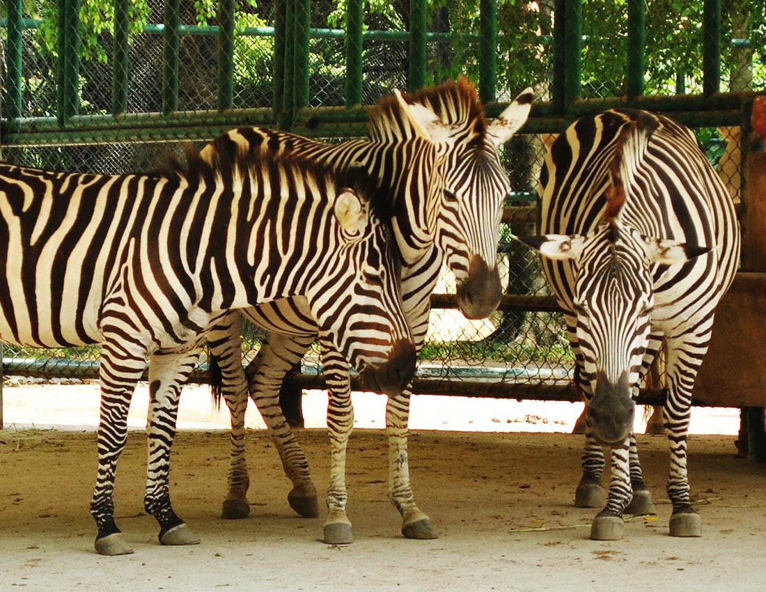 The Million Years Stone Park & Pattaya Crocodile Farm Tickets Discount