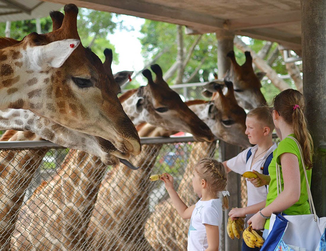 The Million Years Stone Park & Pattaya Crocodile Farm Tickets