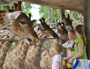 The Million Years Stone Park & Pattaya Crocodile Farm Tickets
