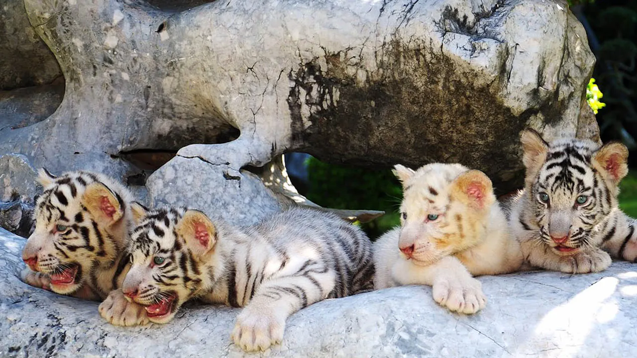 The Million Years Stone Park & Pattaya Crocodile Farm Tickets