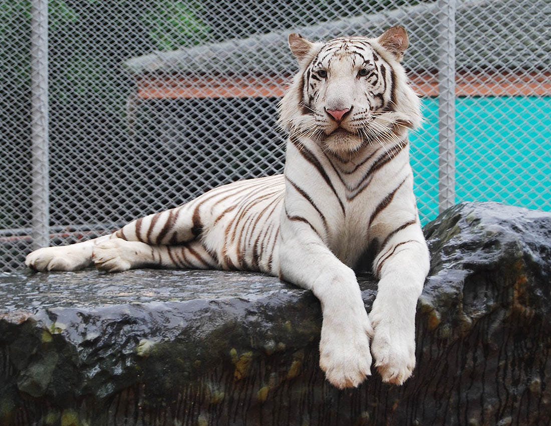 The Million Years Stone Park & Pattaya Crocodile Farm Tickets Location