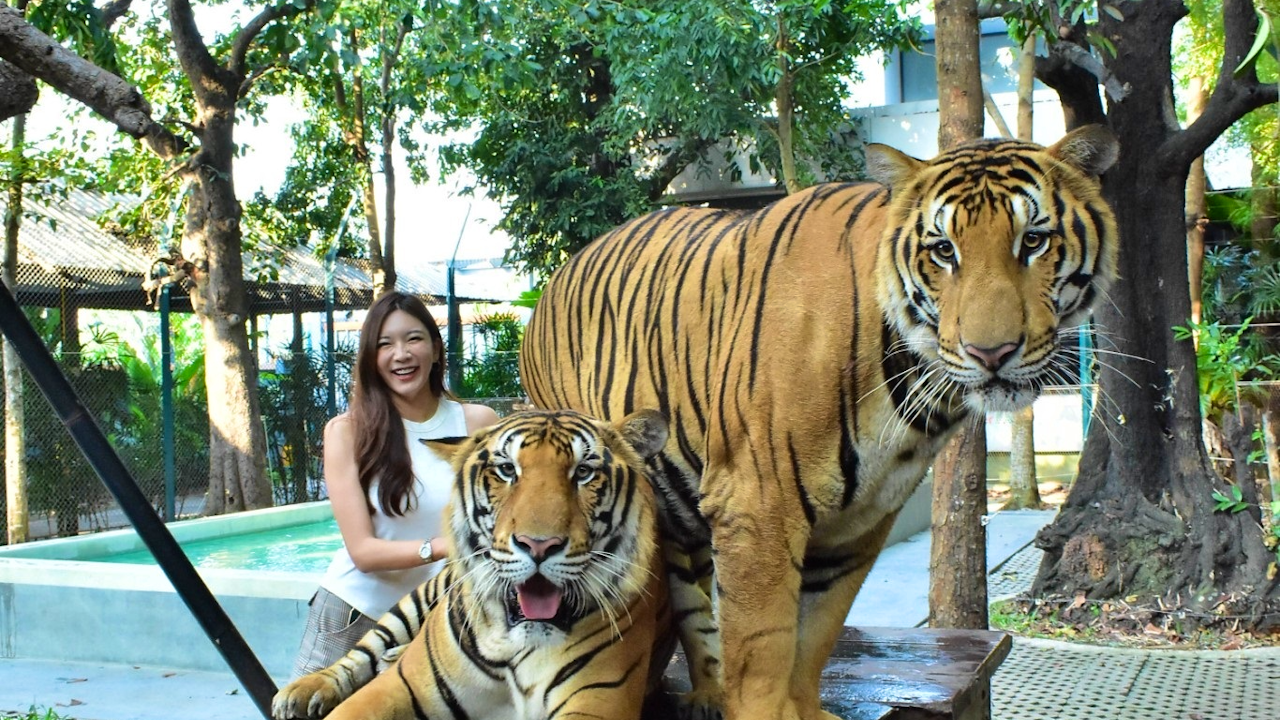 Tiger Park Pattaya Discount