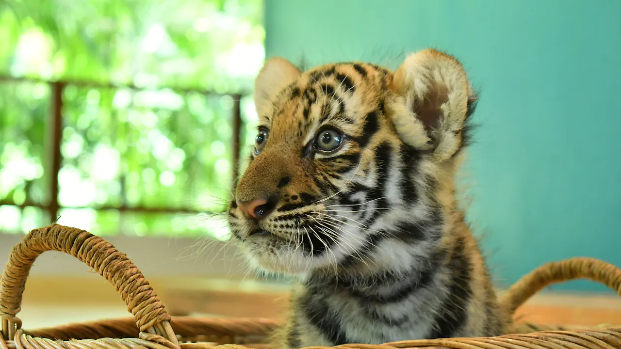 Tiger Park Pattaya Tickets Price