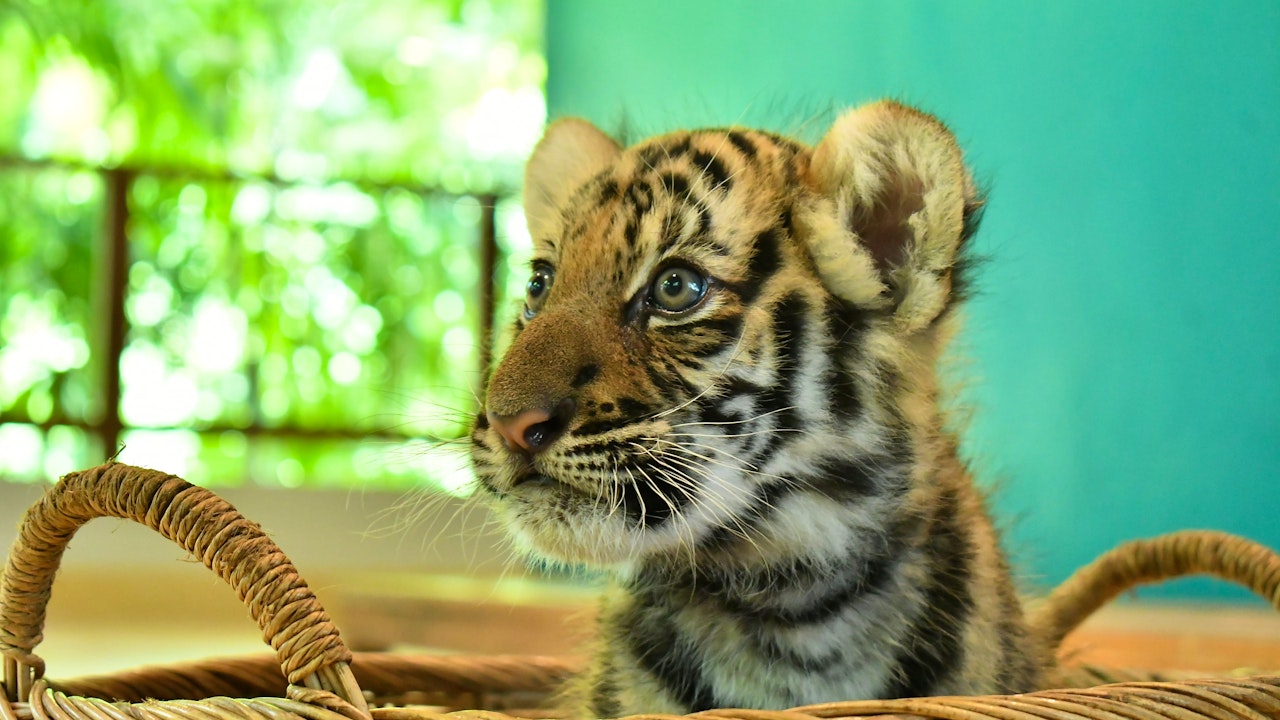 Tiger Park Pattaya Tickets Price