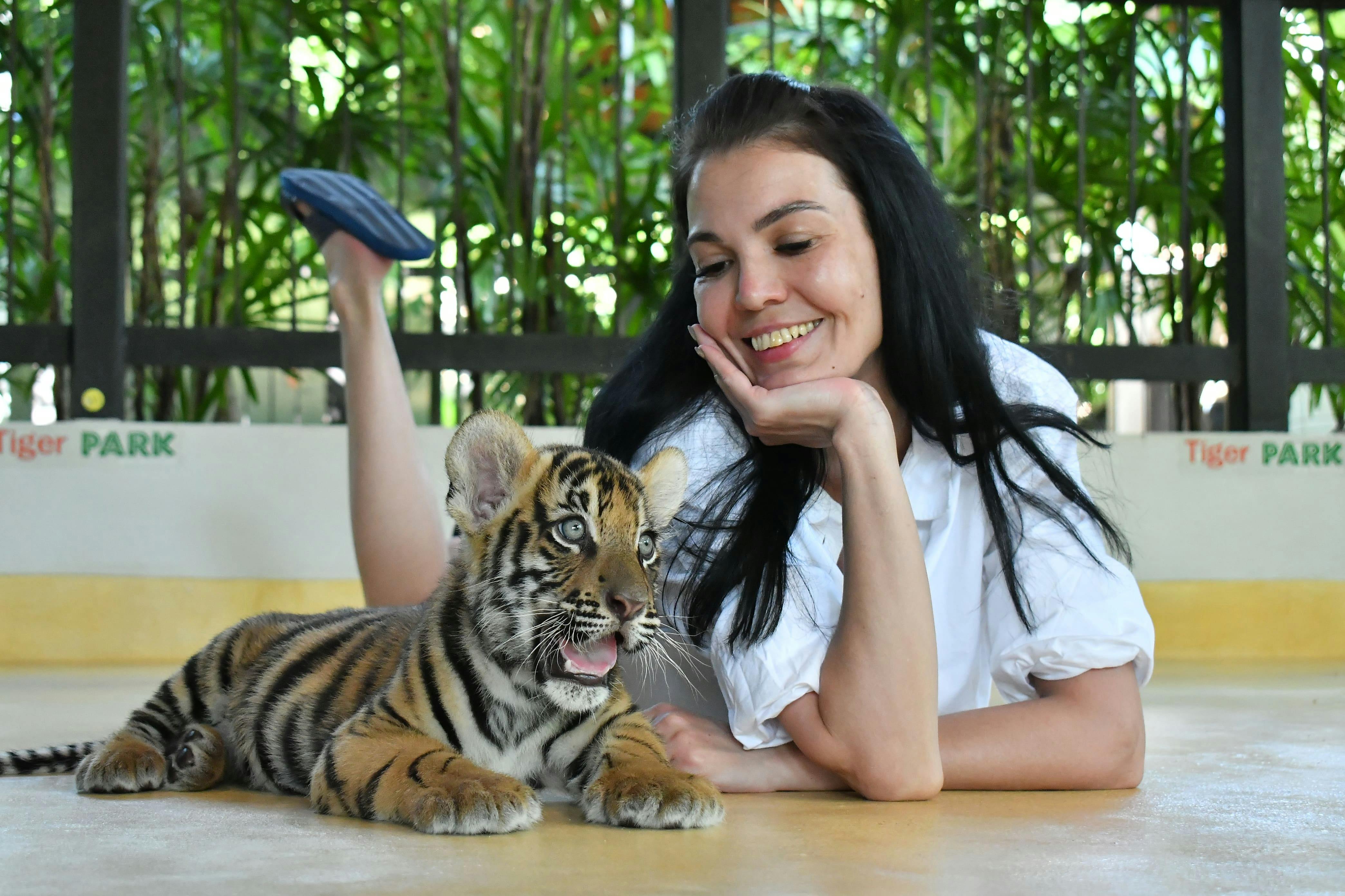 Tiger Park Pattaya Tickets Discount