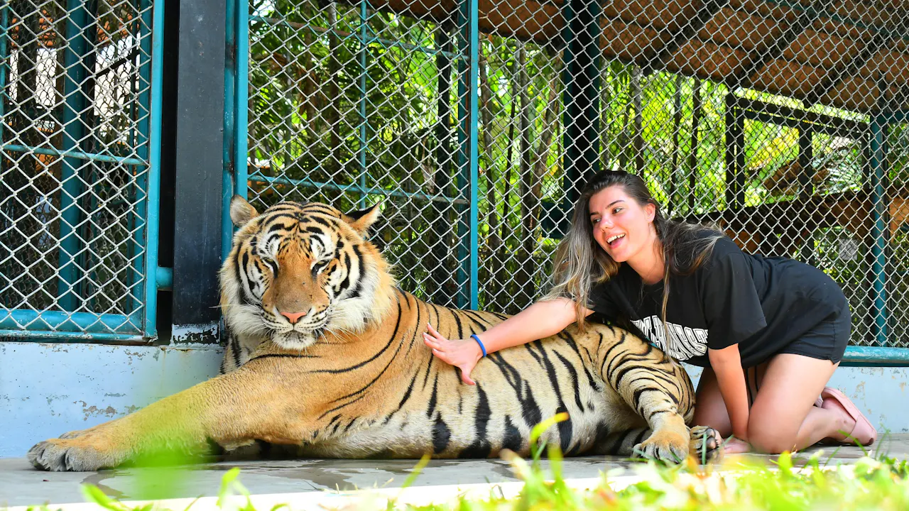 Tiger Park Pattaya Tickets