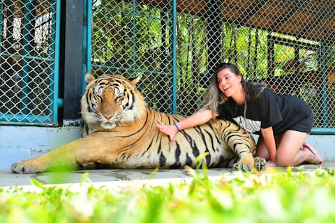 Tiger Park Pattaya Tickets