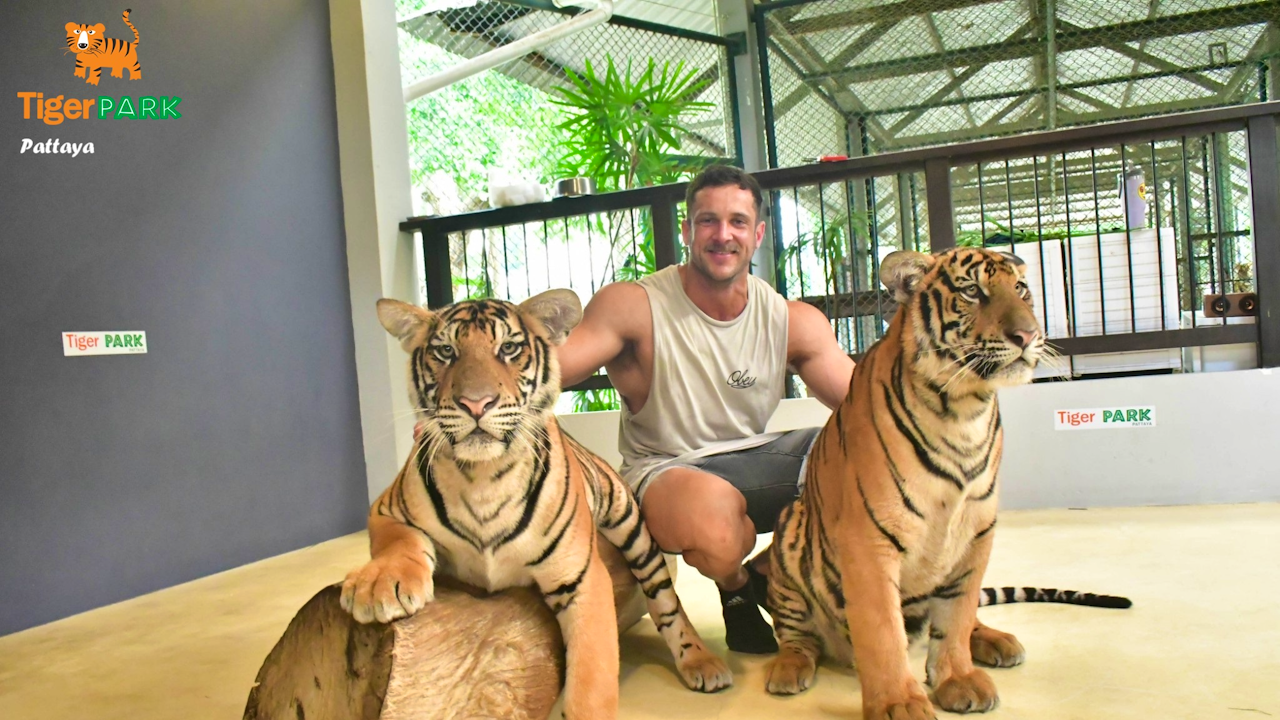 Tiger Park Pattaya Category