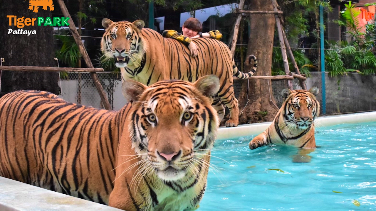 Tiger Park Pattaya Thrillark