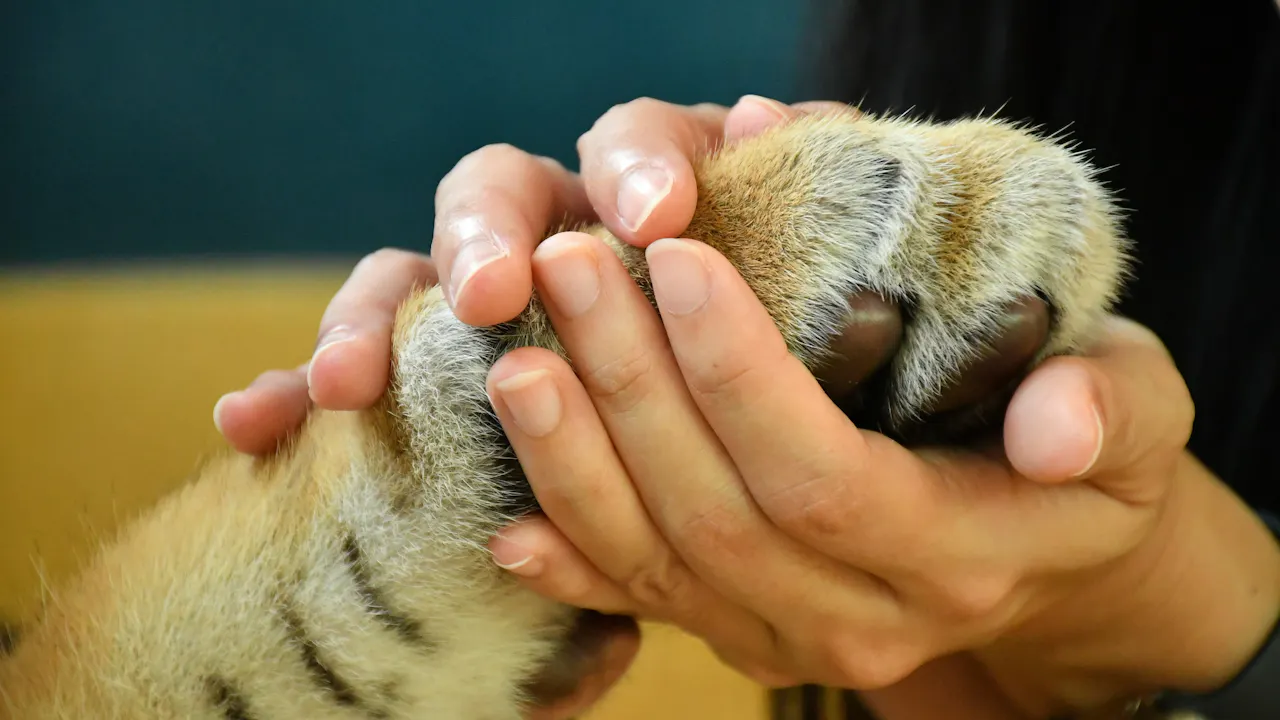 Tiger Park Pattaya Tickets Review