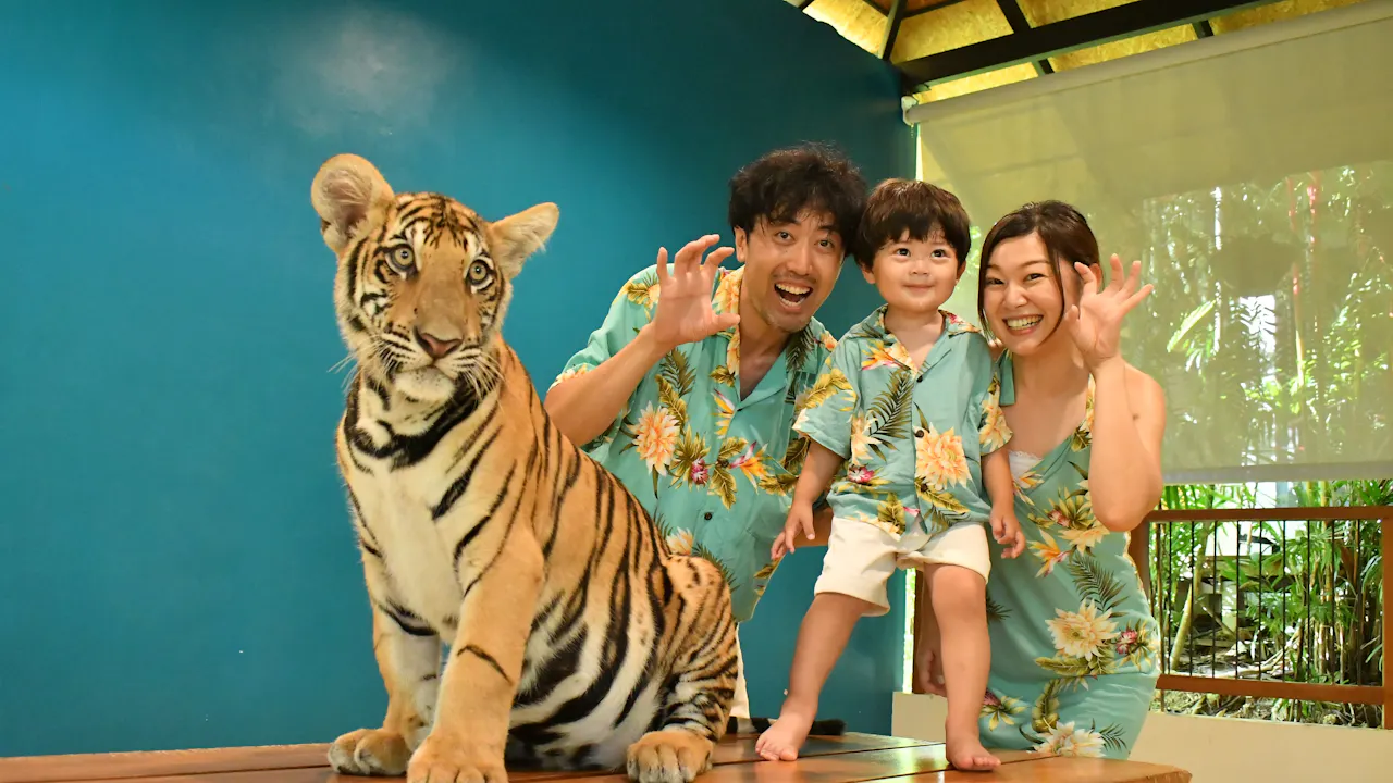 Tiger Park Pattaya Tickets Category