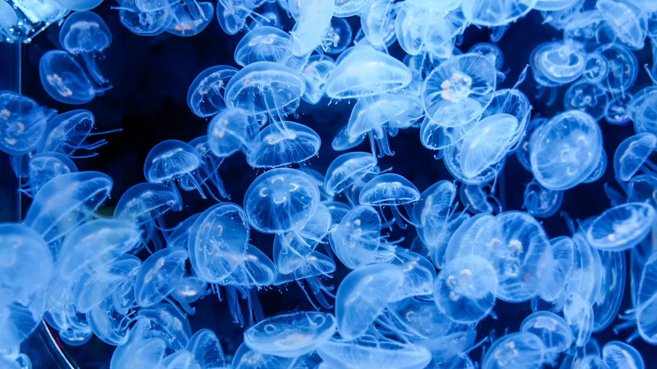 Aquaria Phuket Ticket