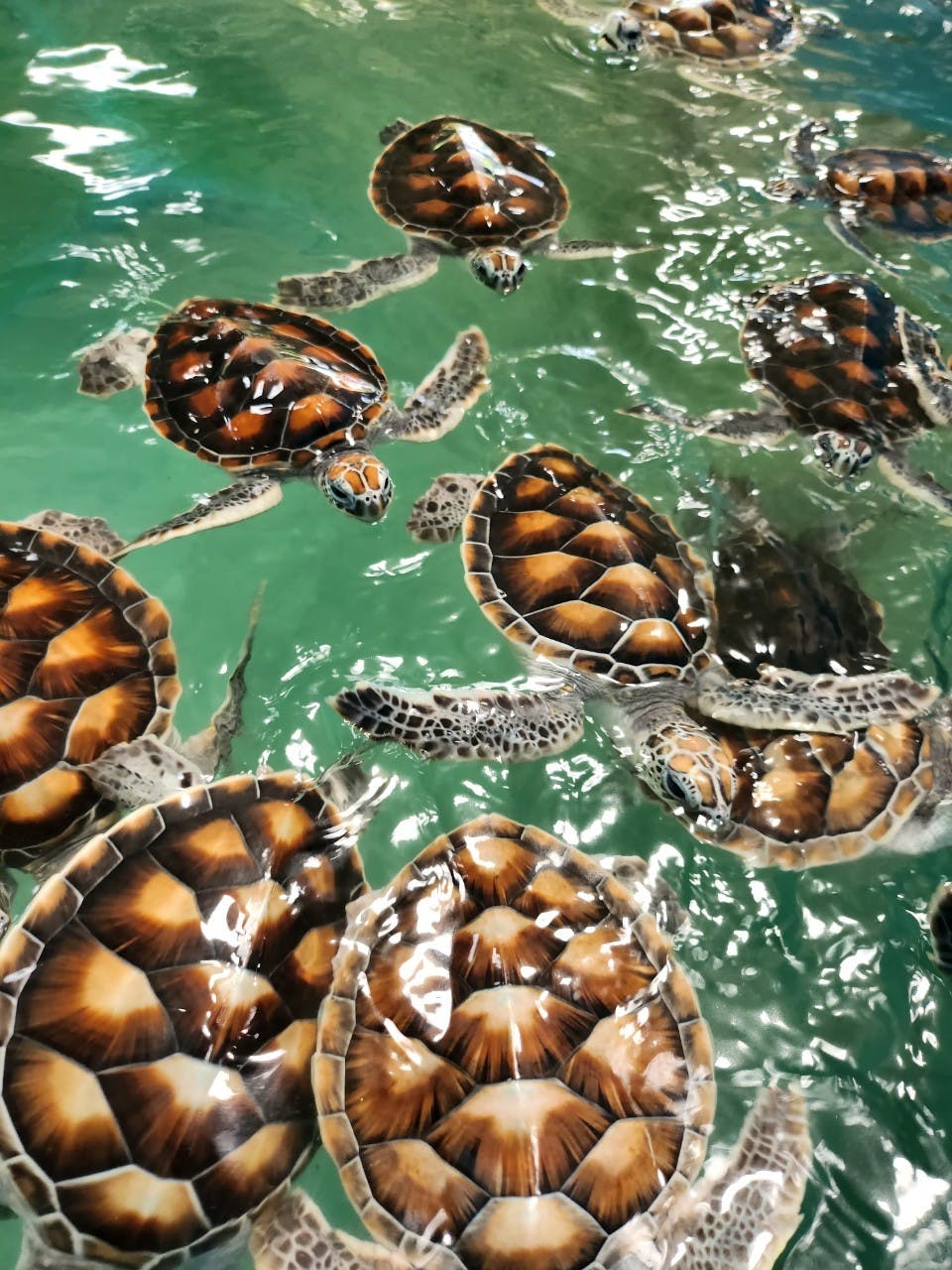 Elephant Care Experience with Rafting Price