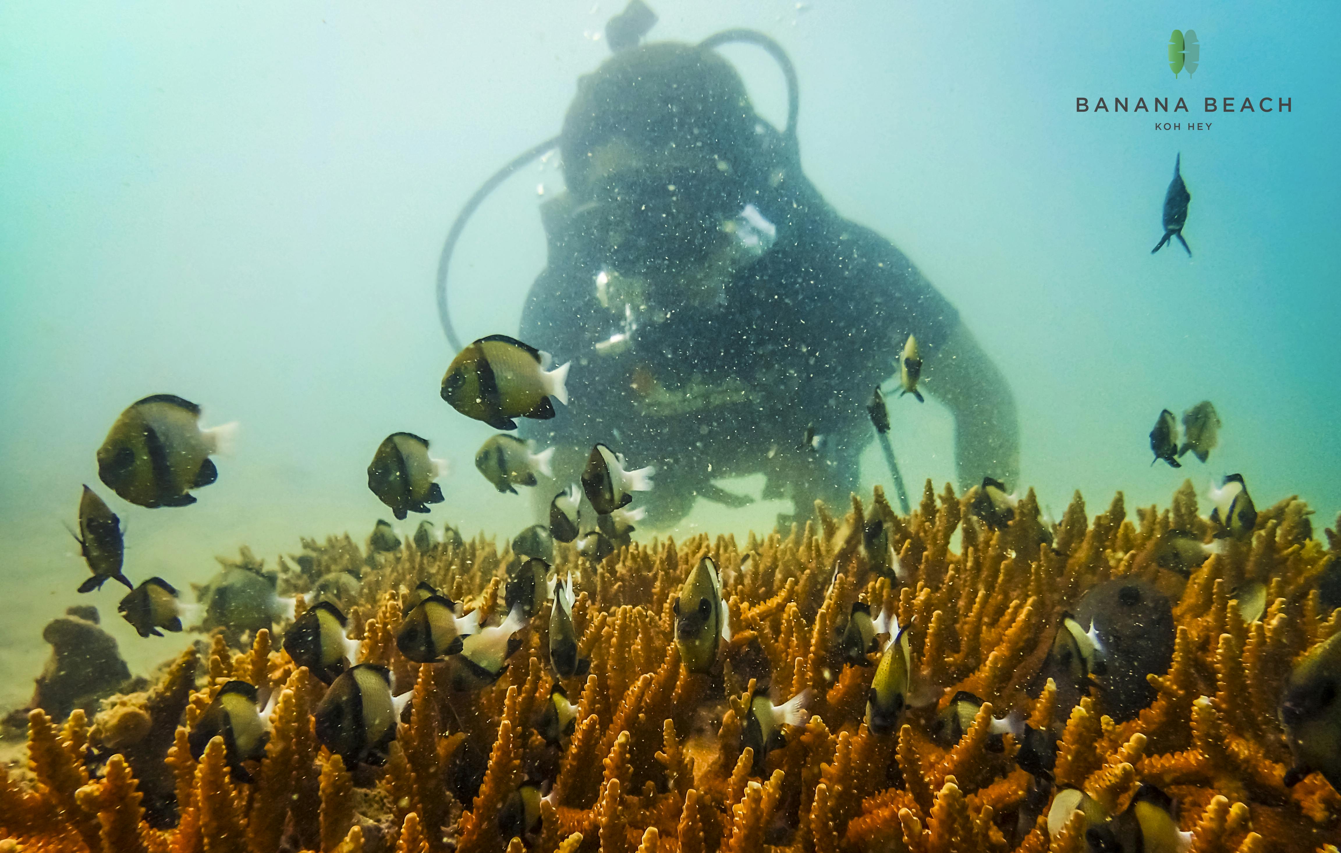 Banana Beach at Koh Hey Speedboat Day Trip 