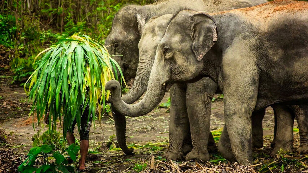 Elephant Jungle Sanctuary Experience in Phuket Ticket