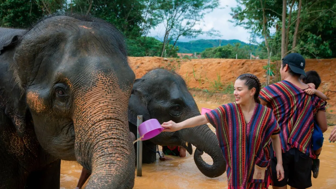 Elephant Jungle Sanctuary Experience in Phuket Price