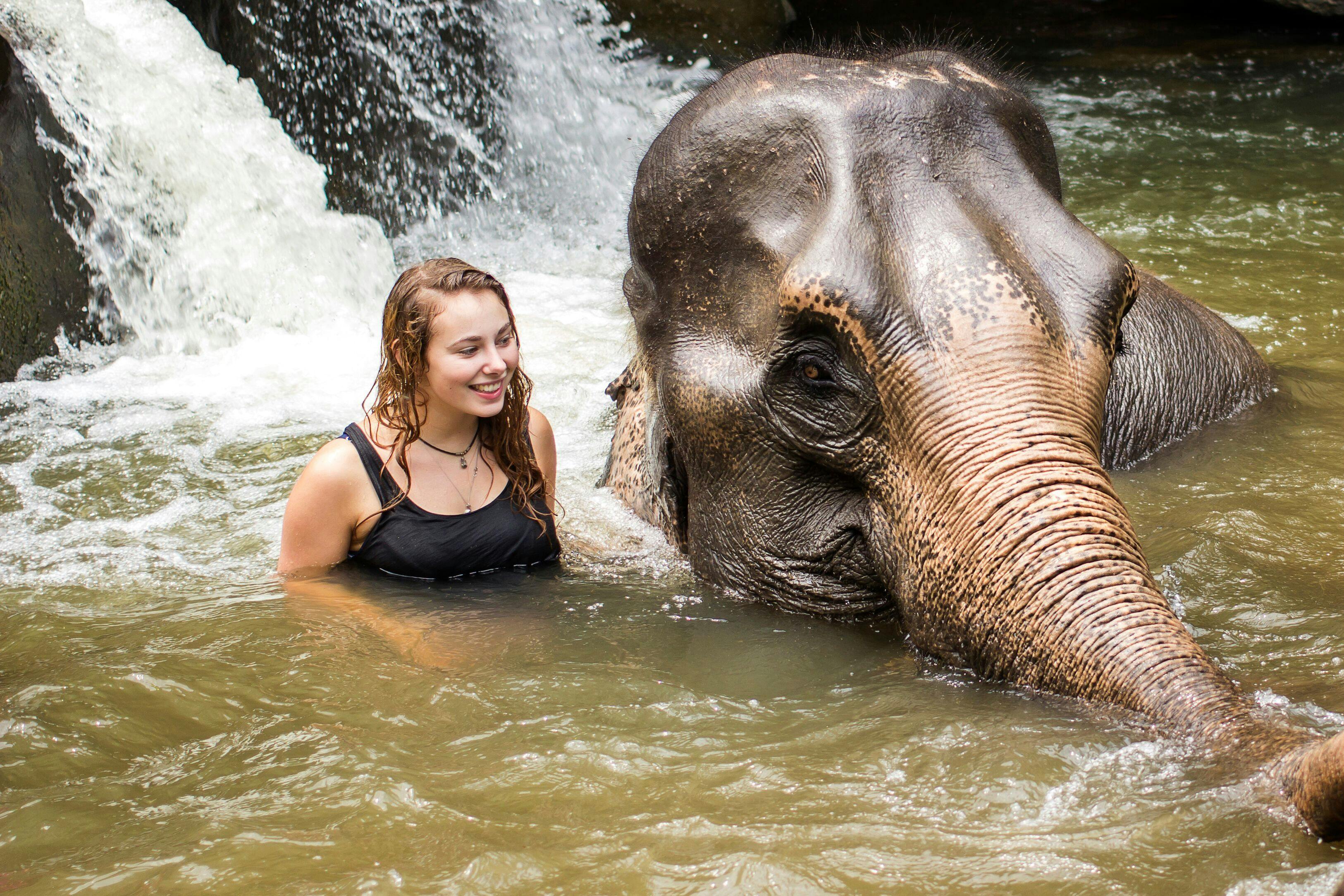 Elephant Jungle Sanctuary Experience in Phuket Thrillark