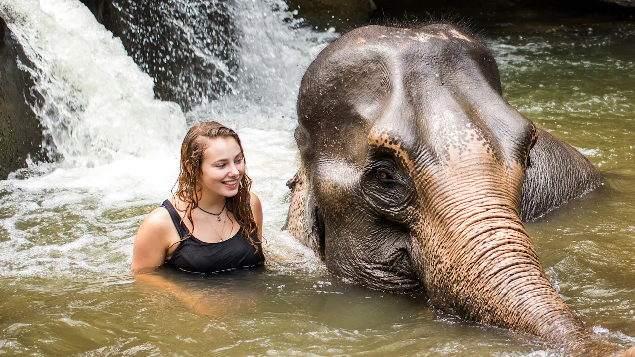 Elephant Jungle Sanctuary Experience in Phuket Thrillark