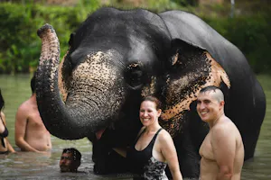 Elephant Jungle Sanctuary Experience in Phuket