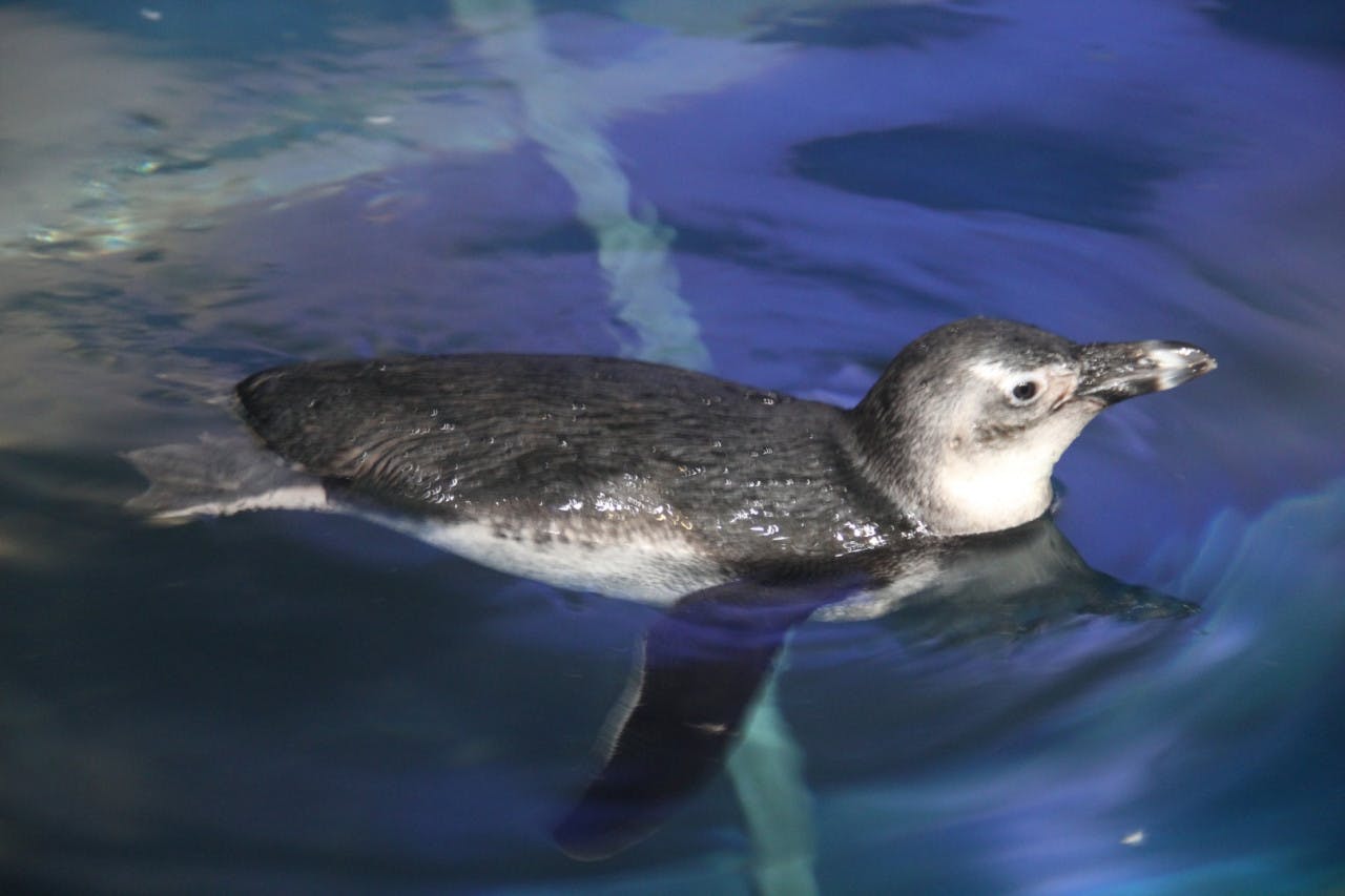 Underwater World Langkawi Thrillark
