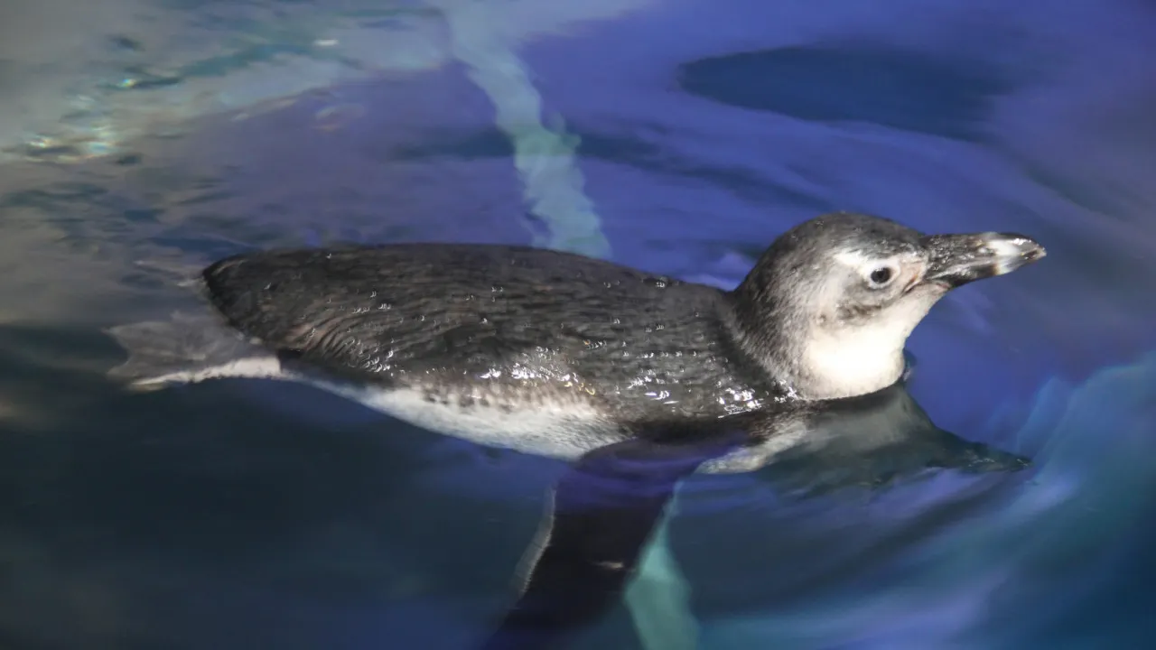 Underwater World Langkawi Thrillark