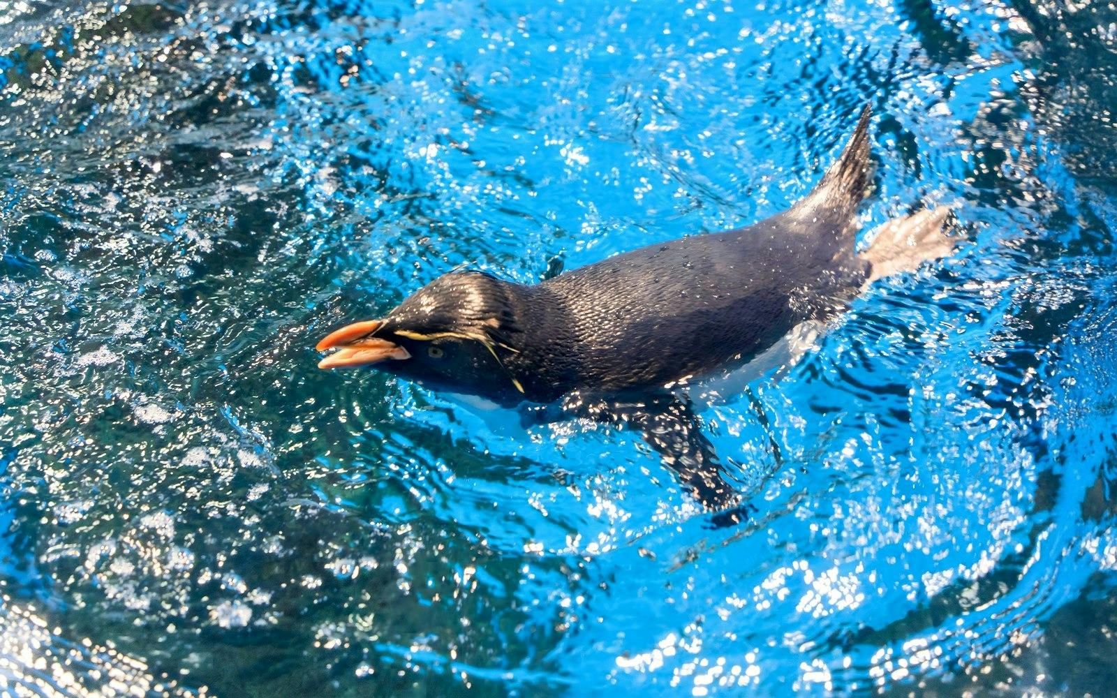 Underwater World Langkawi Category