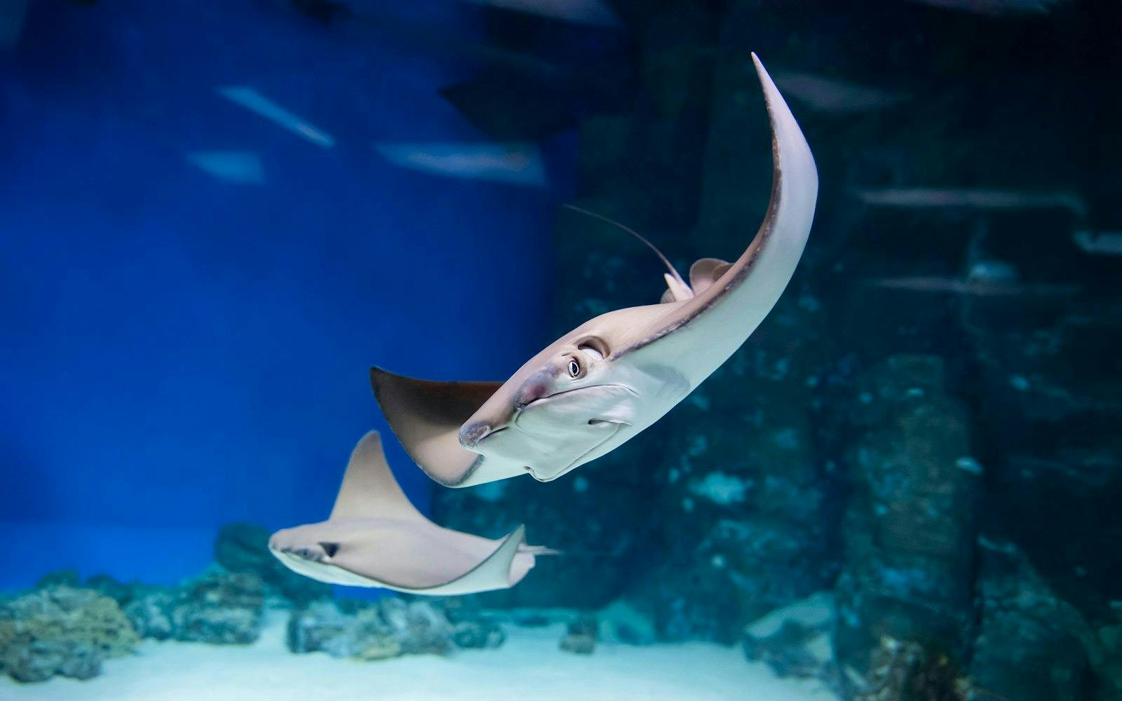 Underwater World Langkawi Review