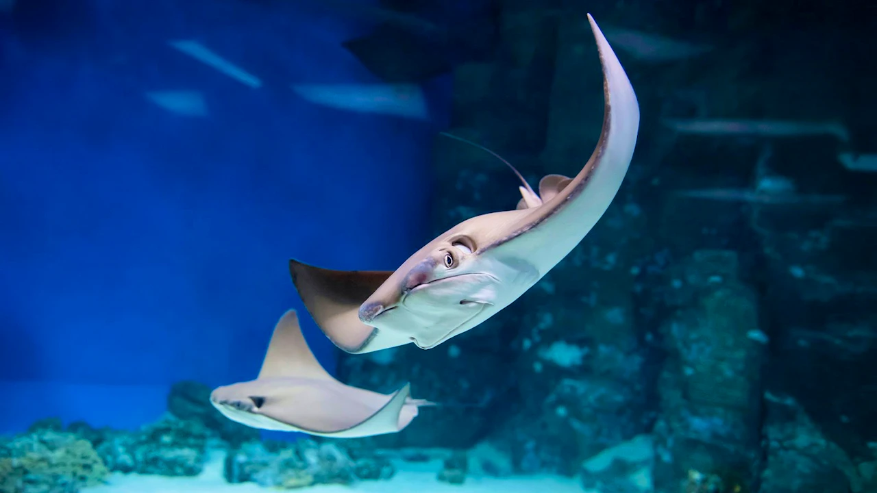 Underwater World Langkawi Review