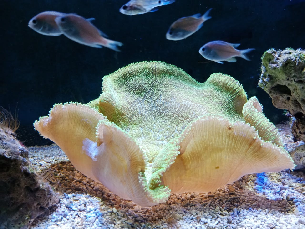 Underwater World Langkawi Discount