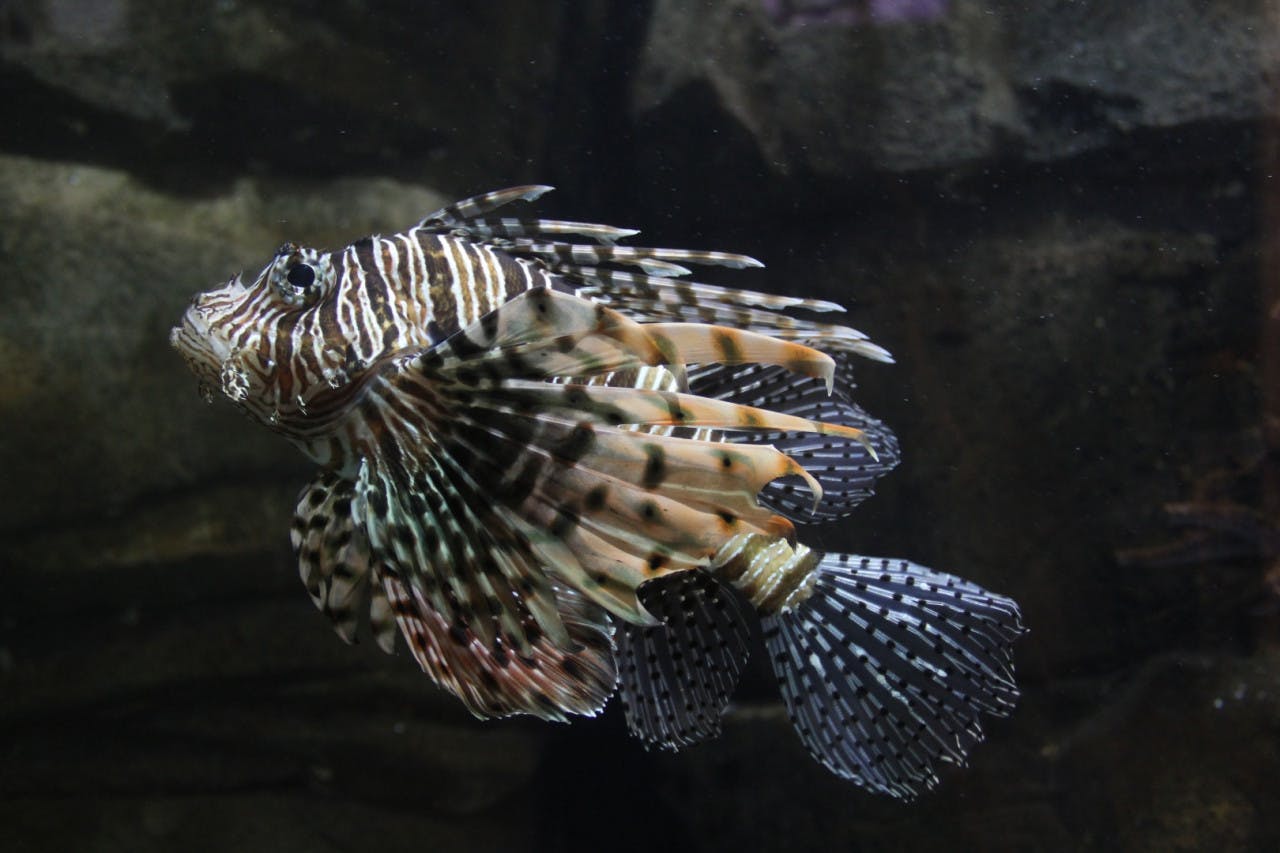 Underwater World Langkawi Category