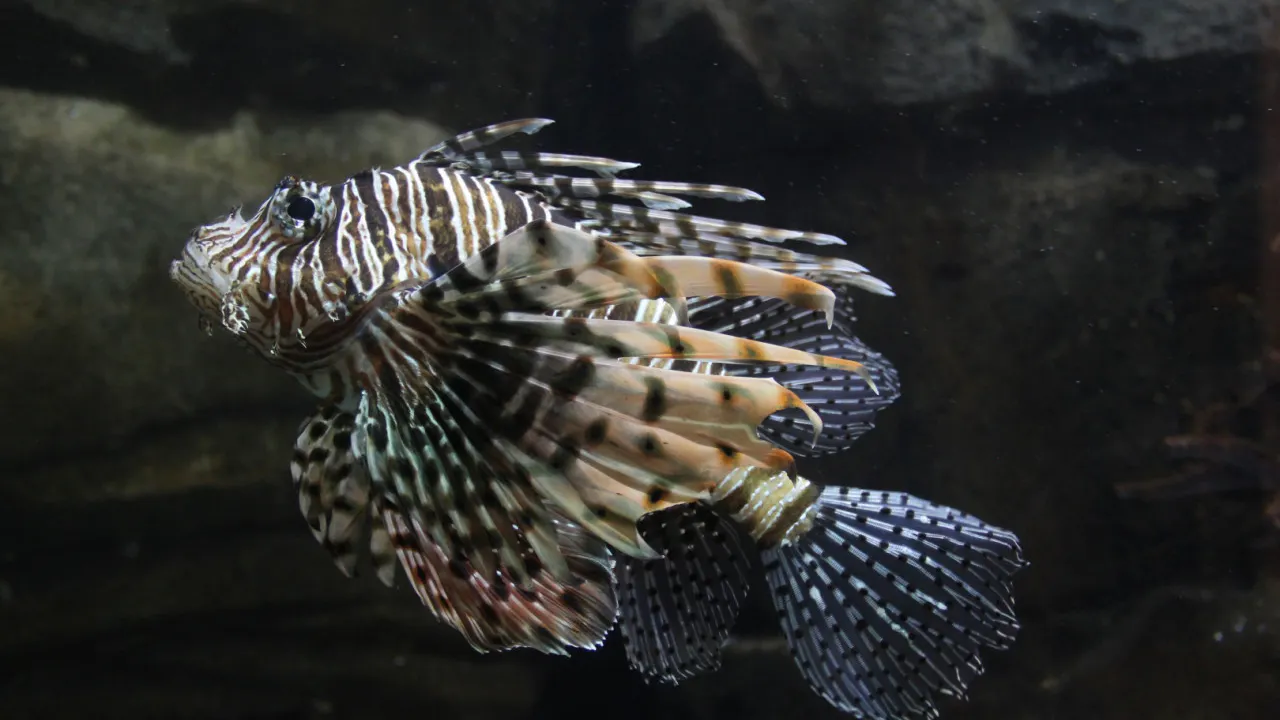 Underwater World Langkawi Category
