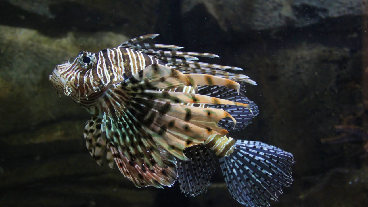 Underwater World Langkawi Category