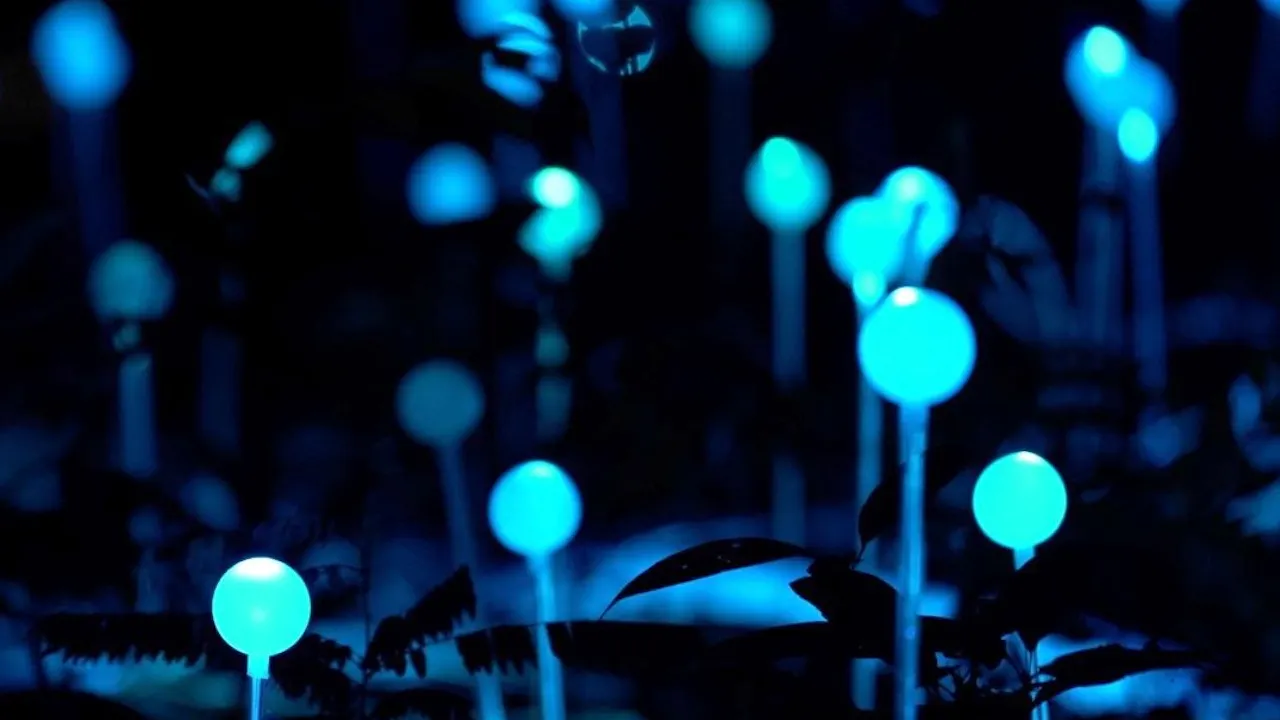 Dream Forest Langkawi Ticket Discount