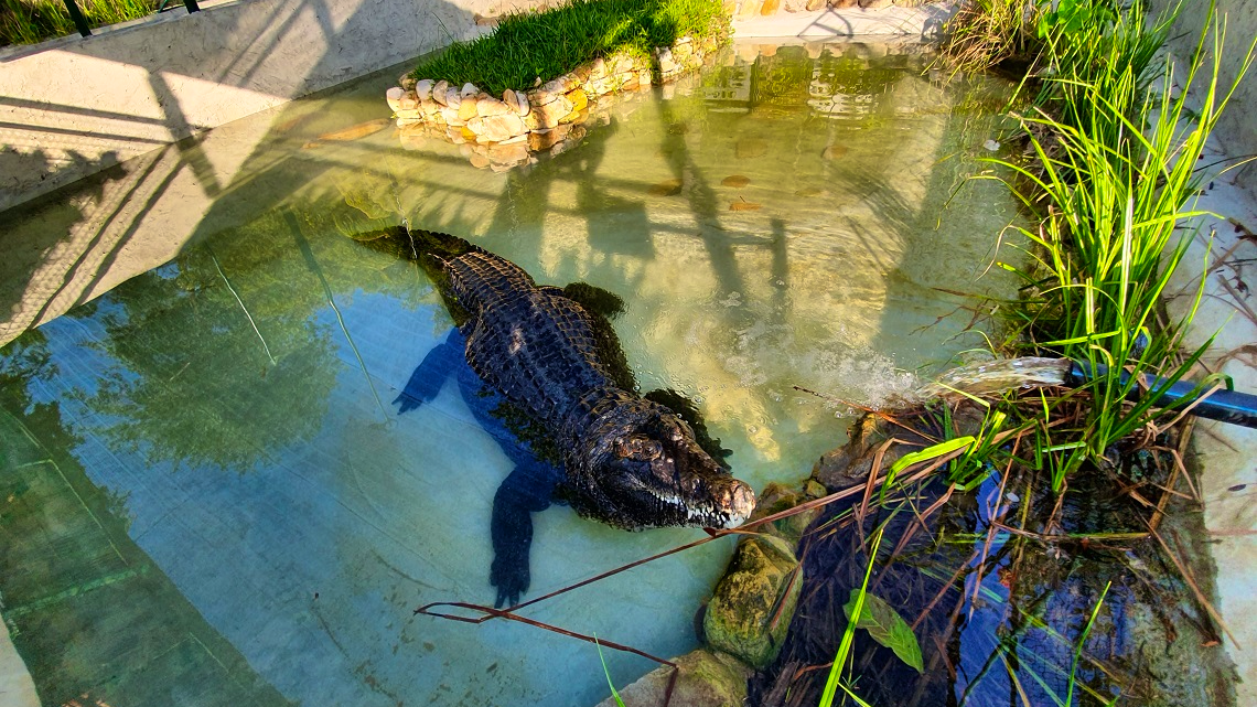 Crocodile Adventureland Langkawi Price