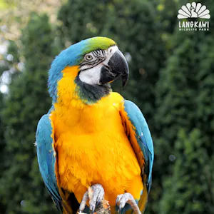 Wildlife Park Langkawi Admission Ticket