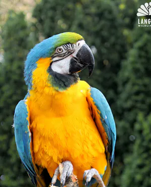 Wildlife Park Langkawi Admission Ticket