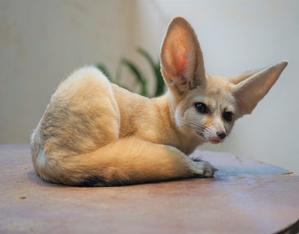 Wildlife Park Langkawi Admission Ticket Discount