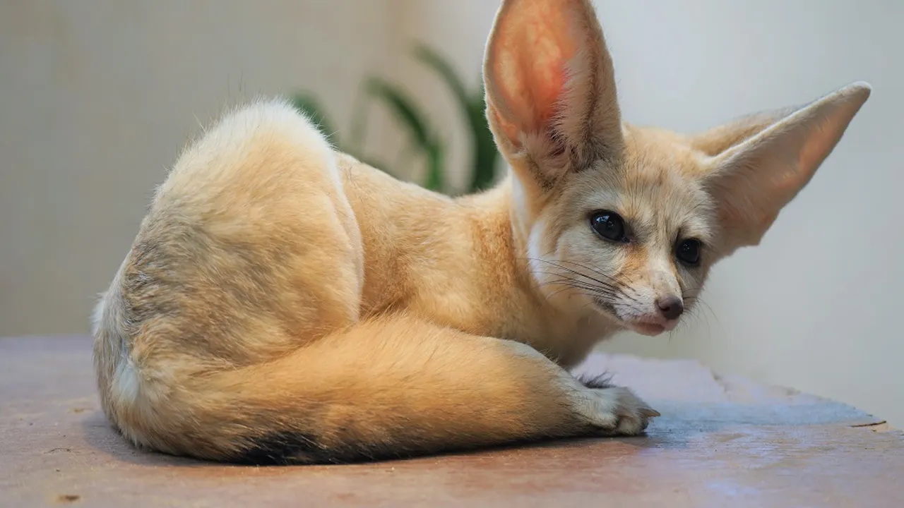 Wildlife Park Langkawi Admission Ticket Discount