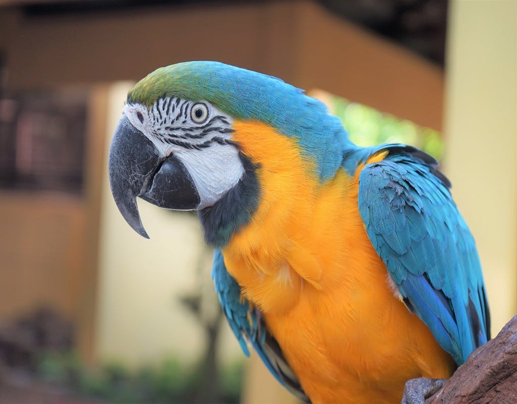 Wildlife Park Langkawi Admission Ticket Location