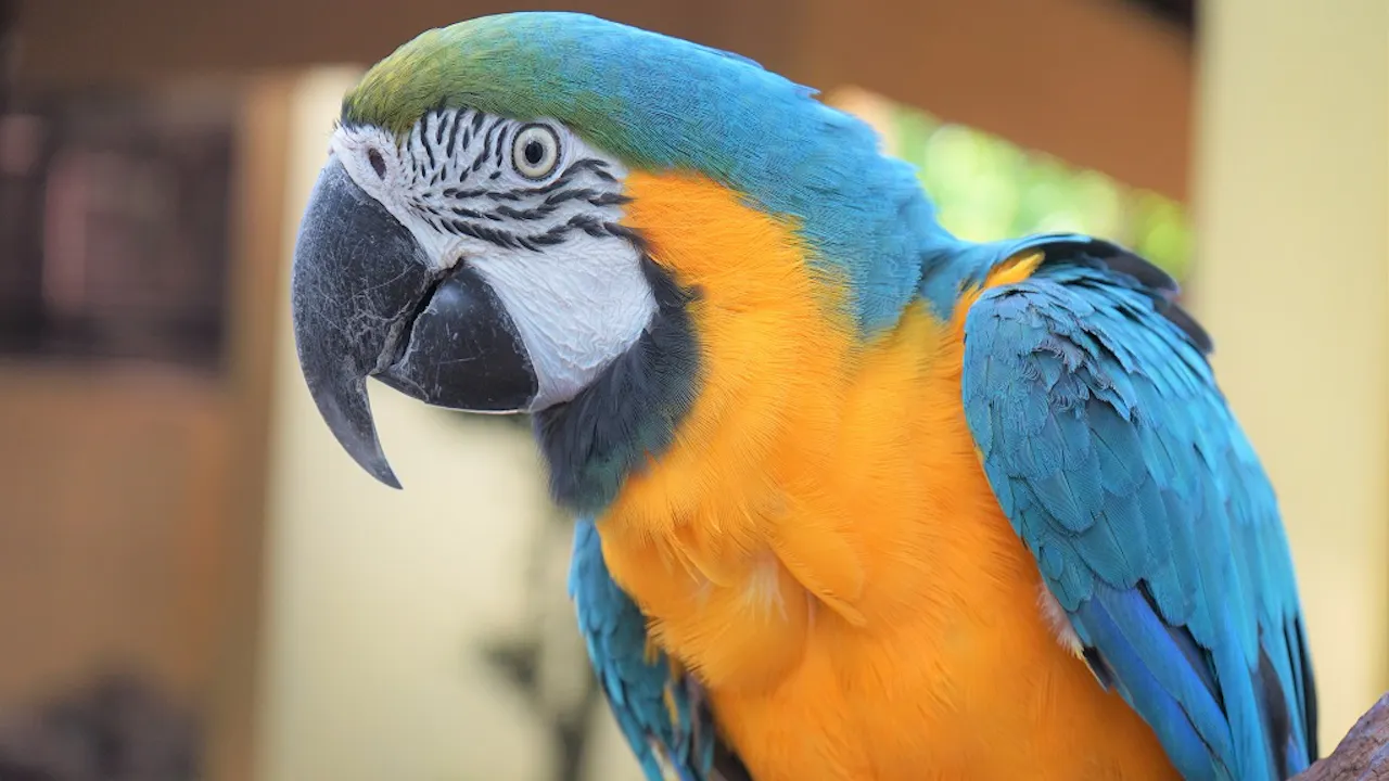 Wildlife Park Langkawi Admission Ticket Location