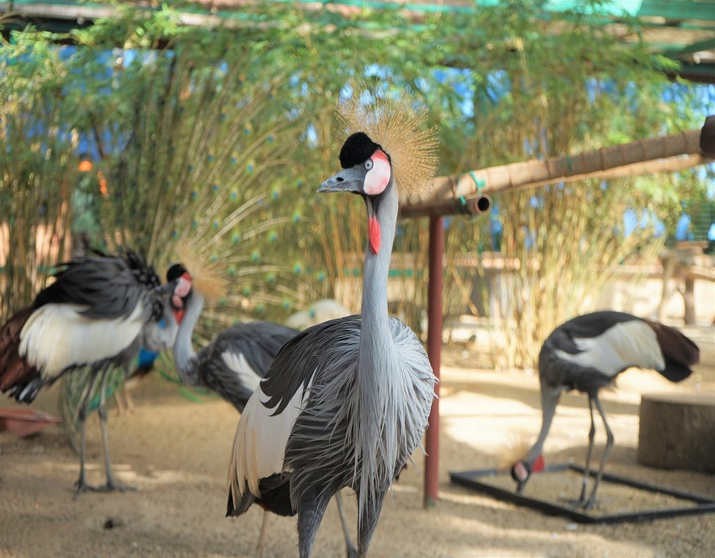 Wildlife Park Langkawi Admission Ticket Category