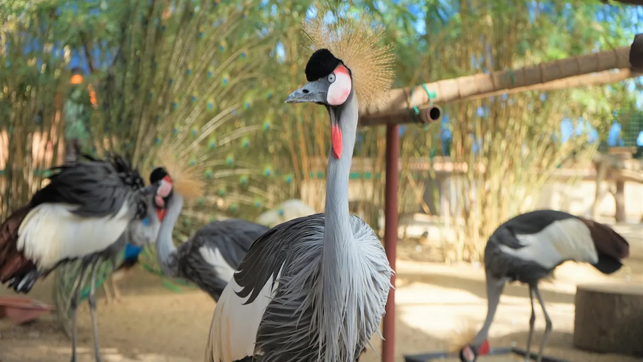 Wildlife Park Langkawi Admission Ticket Category