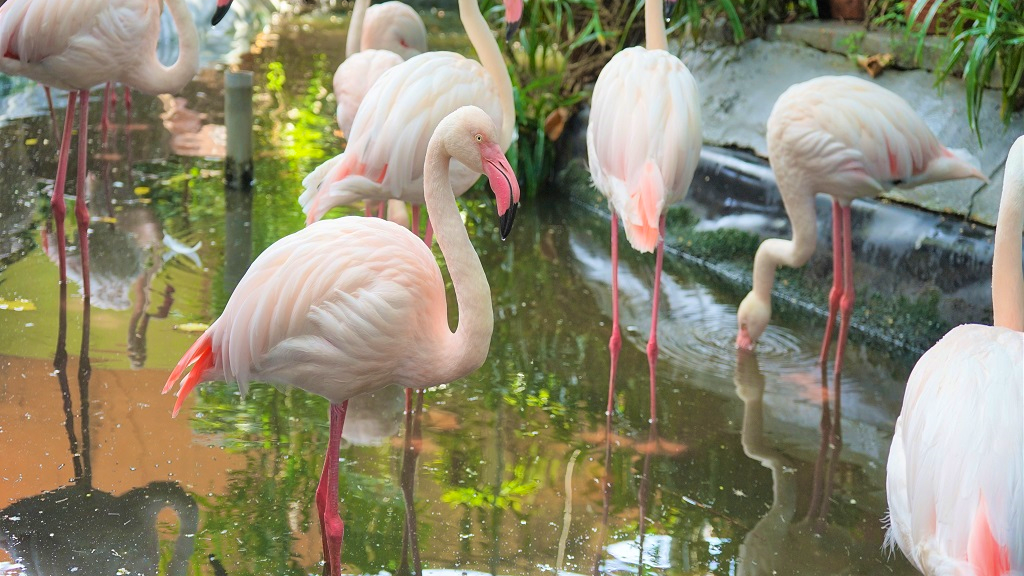 Wildlife Park Langkawi Admission Ticket Price